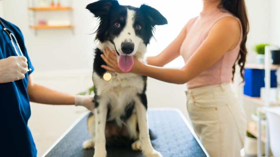 nasal dermatoses in dogs; a Border Collie is examined by a veterinarian.